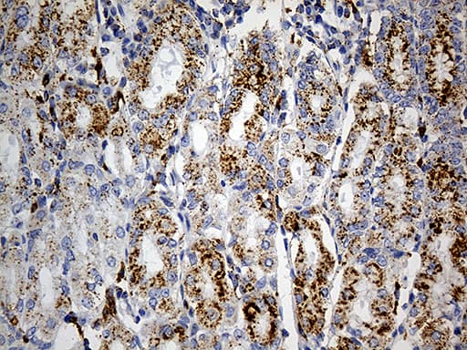 LAMP1 / CD107a Antibody (aa29-382, clone OTI8B1)