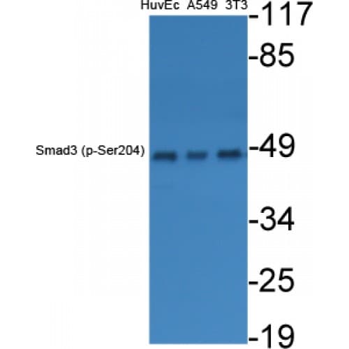 SMAD3 Antibody (140-220 aa)