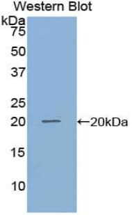 GDF10 / BMP3B Antibody (aa339-477, APC)
