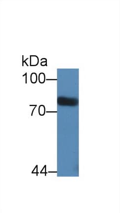STAT3 Antibody (aa656-768, APC)
