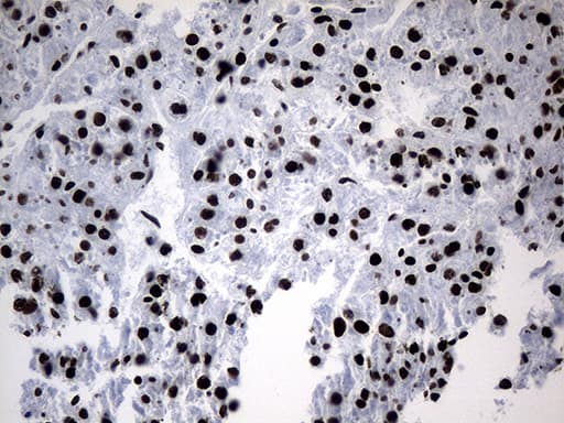 POLR2A / RNA polymerase II Antibody (aa1351-1614, clone OTI3C8, Carrier-free)