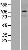 THBS3 / Thrombospondin 3 Protein (Over-Expression Lysate Myc-DDK (Flag))