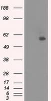 NRBP1 / NRBP Antibody (clone OTI2A5)