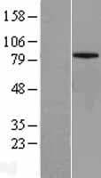MFN1 Protein (Over-Expression Lysate Myc-DDK (Flag))