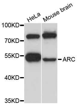 ARC / Arg3.1 Antibody