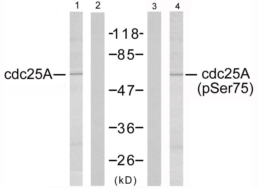 CDC25A Antibody (phospho-Ser75)