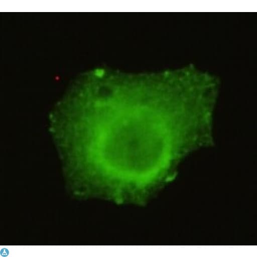 TRIM33 / TIF1-Gamma Antibody