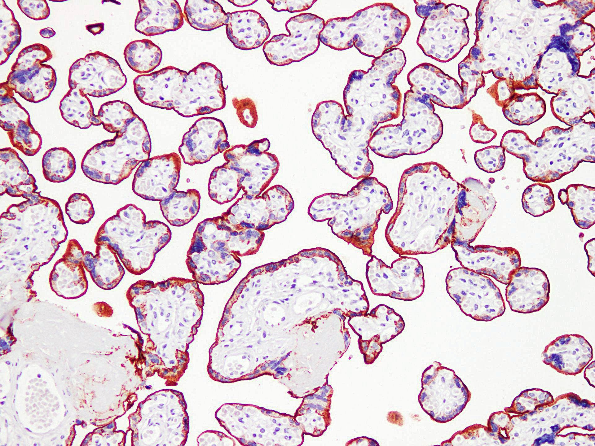 PLAP / Alkaline Phosphatase Antibody