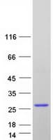 Human FAIM Protein (Recombinant Myc-DDK (Flag))