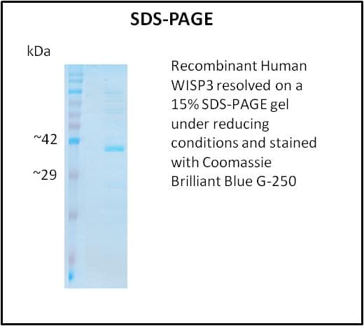 Human WISP3 Protein (Recombinant)