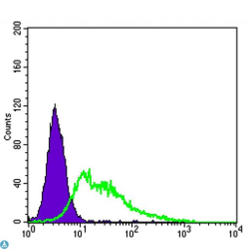 KDR / VEGFR2 / FLK1 Antibody