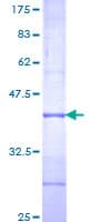 Human IL1RL2 Protein (Recombinant GST, N-terminus)