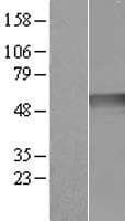 RNH1 Protein (Over-Expression Lysate Myc-DDK (Flag))
