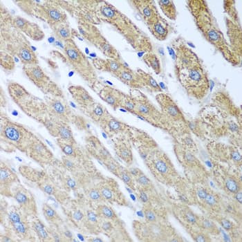 FUT6 Antibody