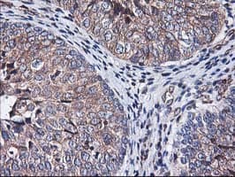 HMOX2 / Heme Oxygenase 2 Antibody (clone OTI1C2)
