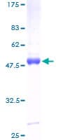 Human PMVK Protein (Recombinant GST)