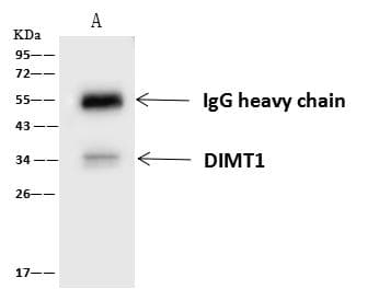 DIMT1L Antibody