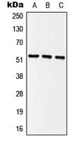 Polyclonal Rabbit anti-Human MINA / MINA53 Antibody (Internal, WB)