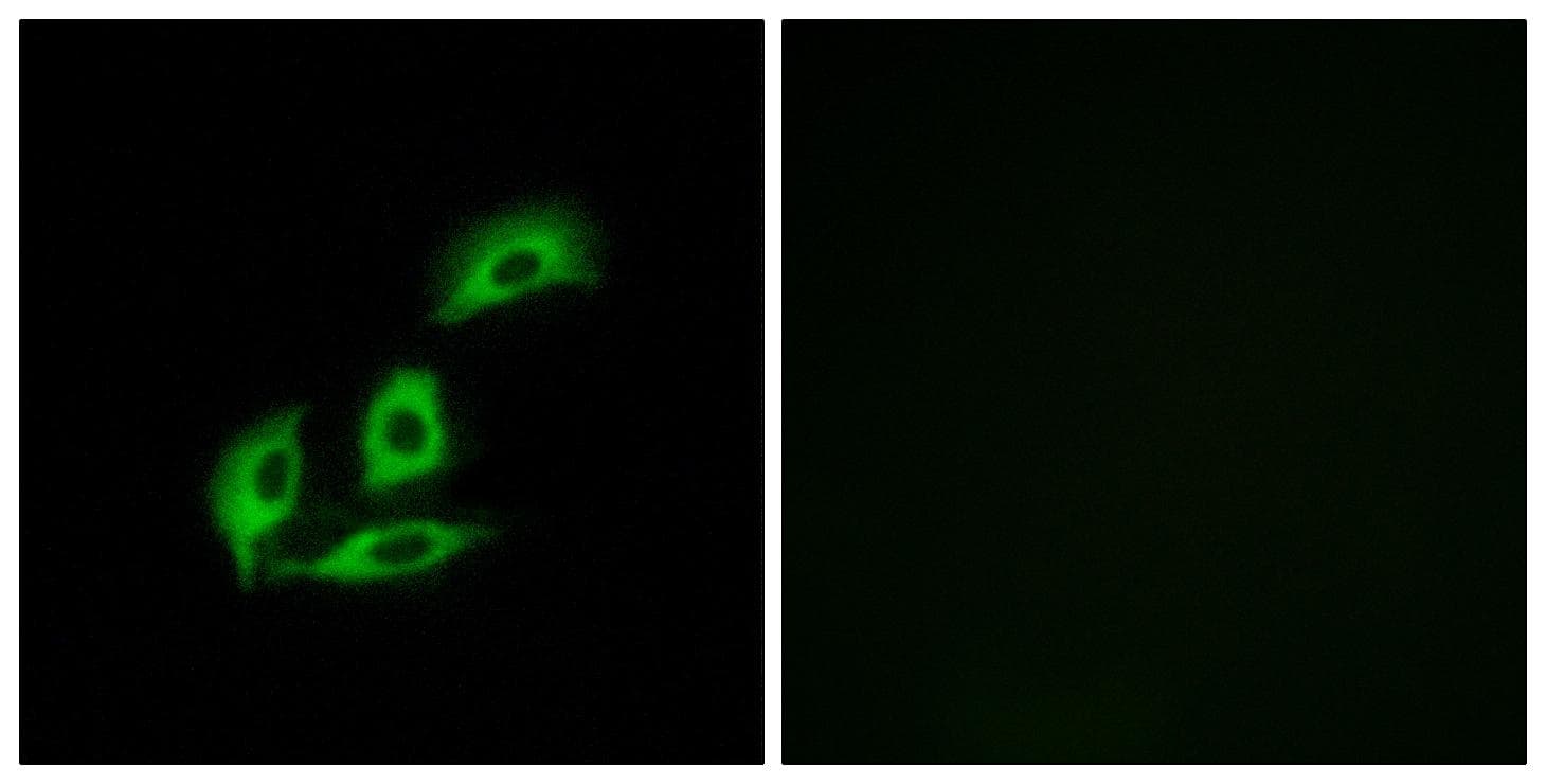 NECAB3 Antibody