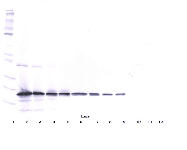 TNFSF10 / TRAIL Antibody