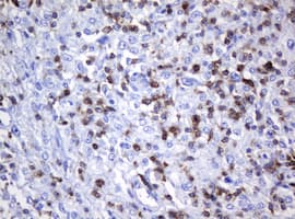 CD2 Antibody (clone OTI5A1, Carrier-free)