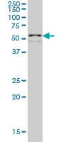 ZNF136 Antibody (clone 5E9)