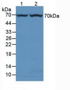 Alpha Fucosidase / FUCA1 Antibody (aa185-447)