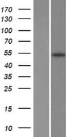 Delta-6 Desaturase / FADS2 Protein (Over-Expression Lysate Myc-DDK (Flag))