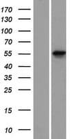 KRT78 / Keratin 78 Protein (Over-Expression Lysate Myc-DDK (Flag))