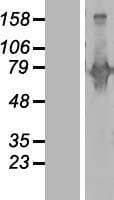 BEGAIN Protein (Over-Expression Lysate Myc-DDK (Flag))
