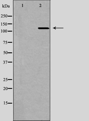 IHC-plus™ IPO5 / RANBP5 Antibody