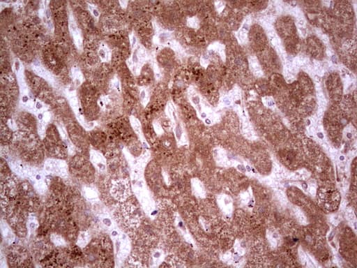 C-TAK1 / MARK3 Antibody (aa473-729, clone OTI2D9, Carrier-free)