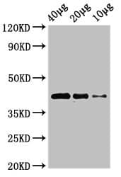 WNT8B / Wnt 8b Antibody