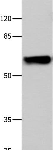 CNGA2 Antibody