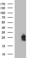 BID Antibody (clone OTI3C8, Carrier-free)