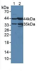UPB1 Antibody (aa121-384, PE)