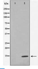 Histone H4 Antibody