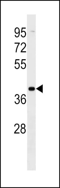VN1R2 Antibody (aa60-87)