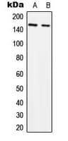 IHC-plus™ SLK Antibody (C-Terminus)
