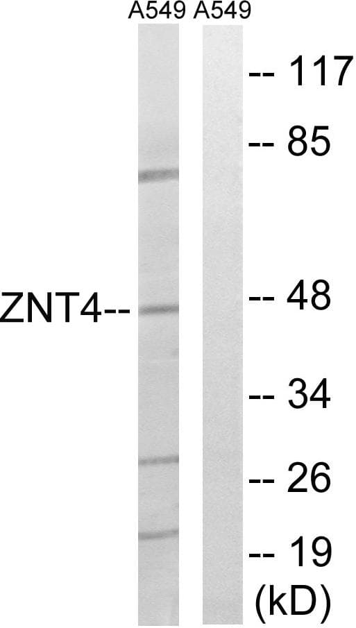 SLC30A4 Antibody