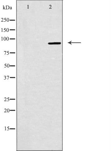 NOC3L Antibody