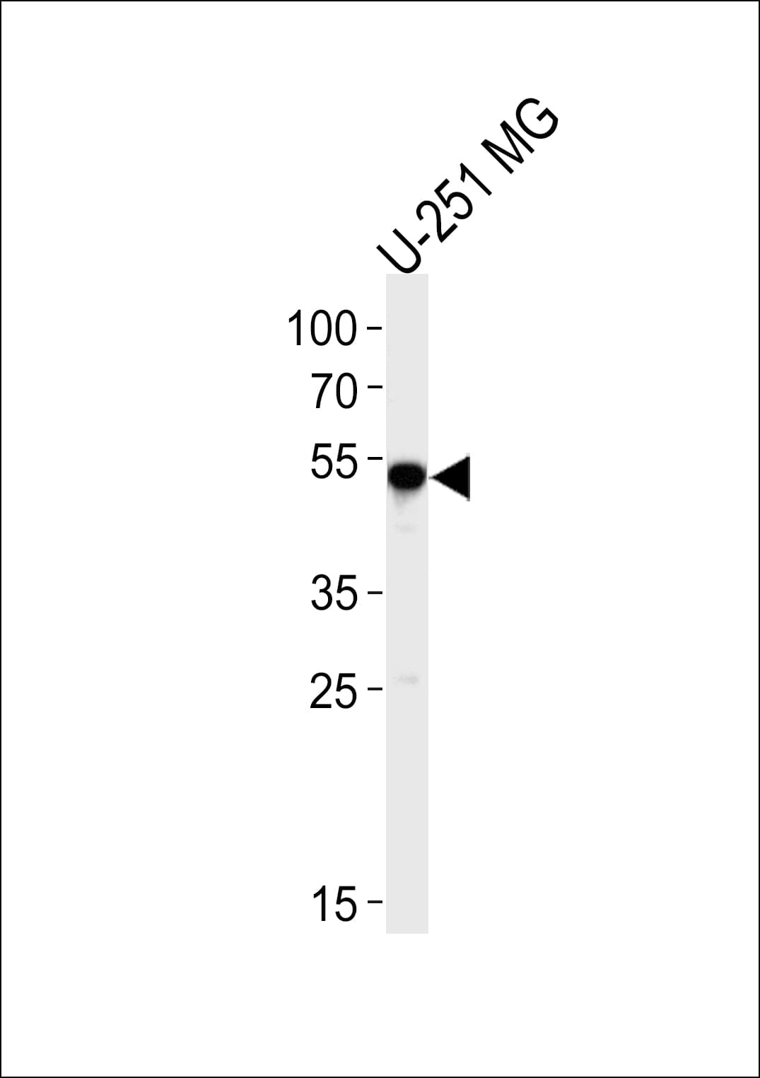 Polyclonal Rabbit anti-Human SCRN1 / Secernin 1 Antibody (aa10-37, IHC, WB)