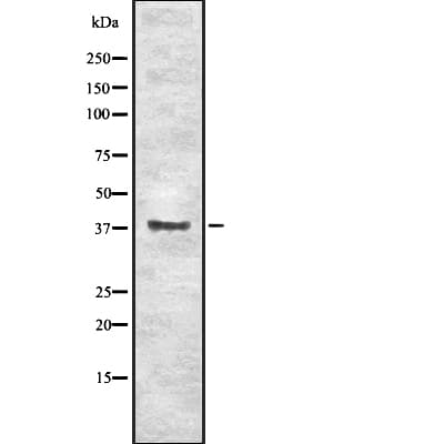 EN1 / Engrailed Antibody