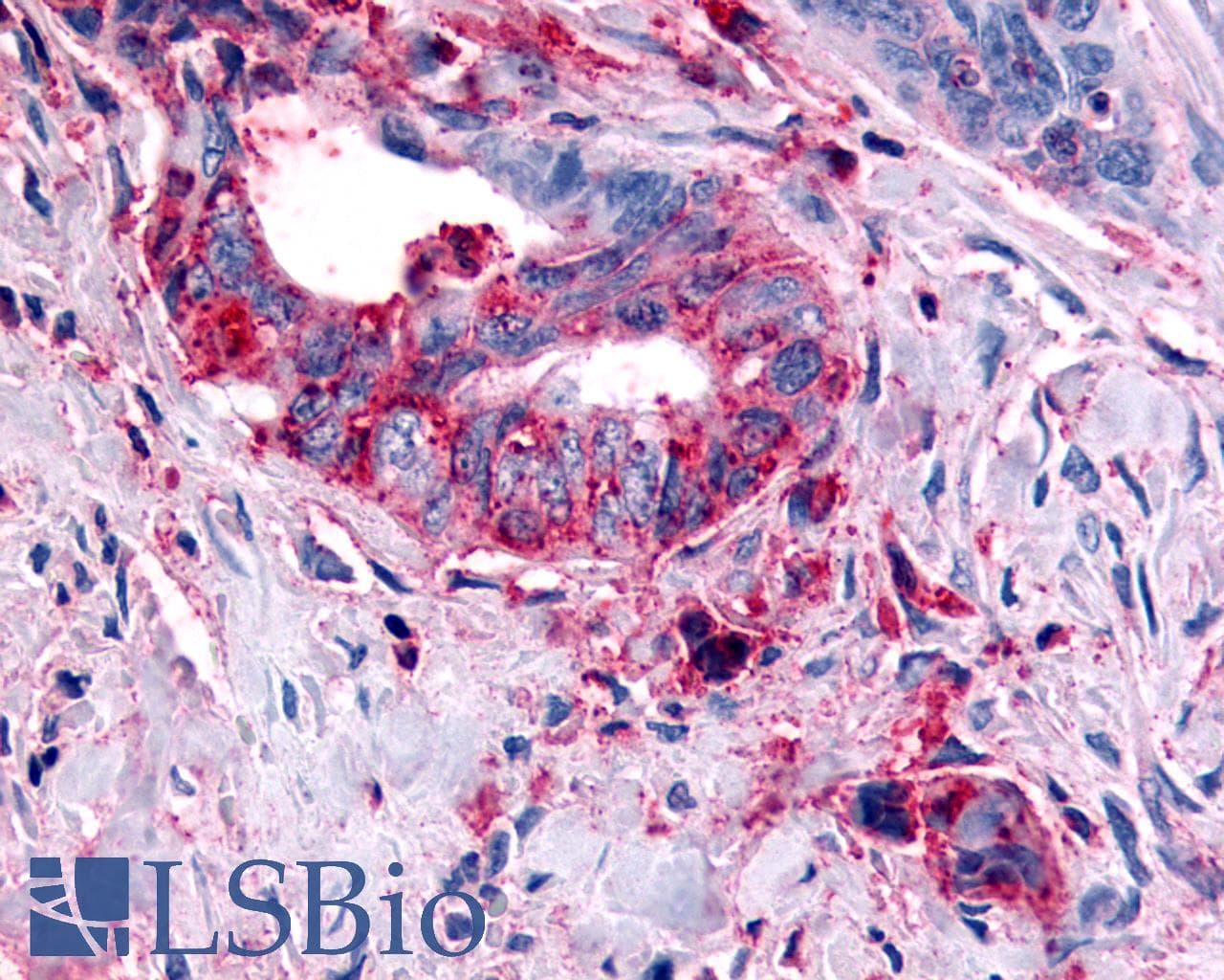 PathPlus™ HRH4 / Histamine H4 Receptor Antibody (Cytoplasmic Domain)