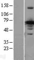 CRMP1 Protein (Over-Expression Lysate Myc-DDK (Flag))
