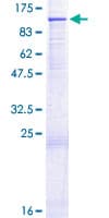 Human CUL1 / Cullin 1 Protein (Recombinant GST)