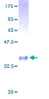Human GNG4 Protein (Recombinant GST)