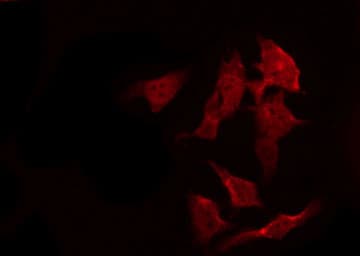 EGFR Antibody (phospho-Ser1070)