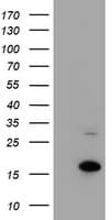 Monoclonal Mouse anti-Human CHCHD5 Antibody (clone OTI6G6, IHC, WB)
