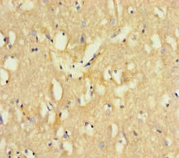 CCDC132 Antibody